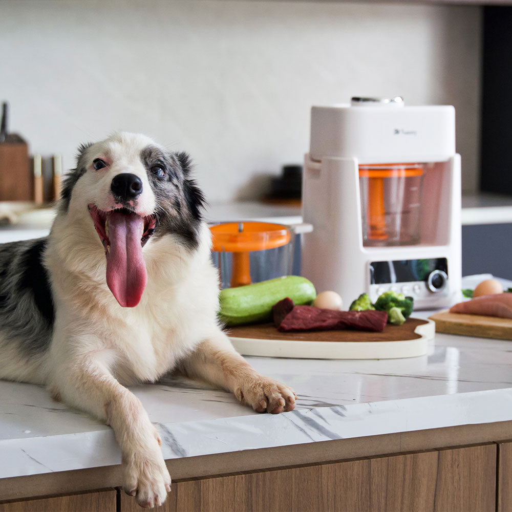 Why Fresh Food Is the Future of Dog Nutrition