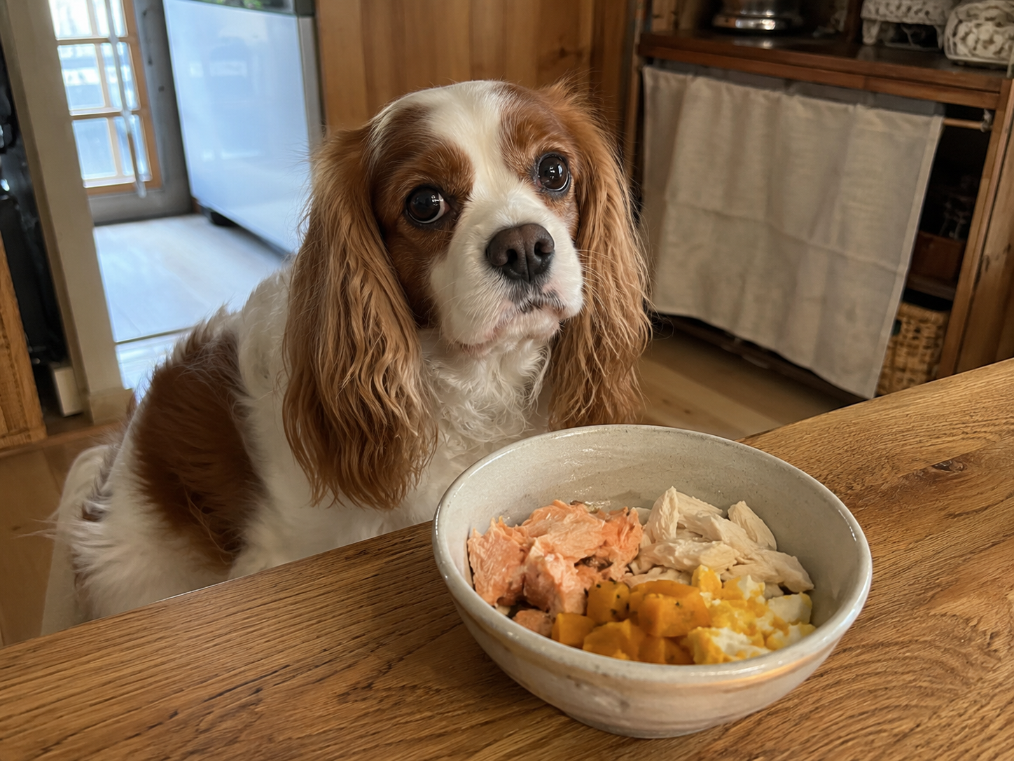 A cozy kitchen scene featuring a healthy dog beside a bowl of fresh salmon, chicken, pumpkin, and egg topper. The food looks soft, colorful, and freshly prepared, with a warm home-cooking feel.
