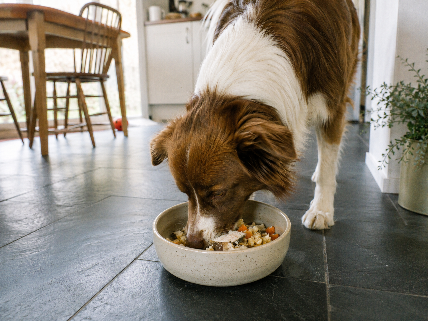 can dogs eat fish