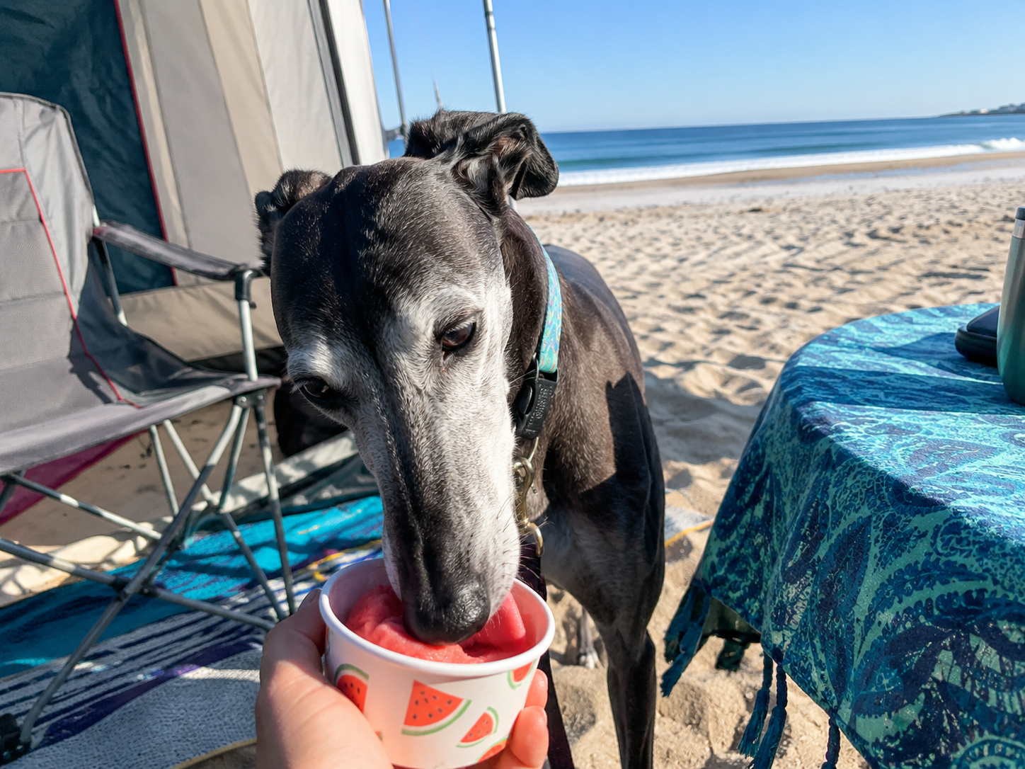 Frozen Dog Treat Recipe: Watermelon Sorbet for Dogs