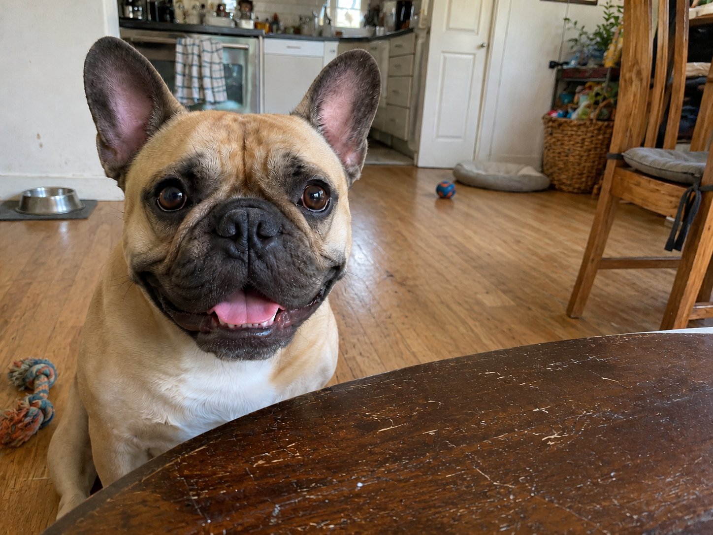 can dogs eat chicken