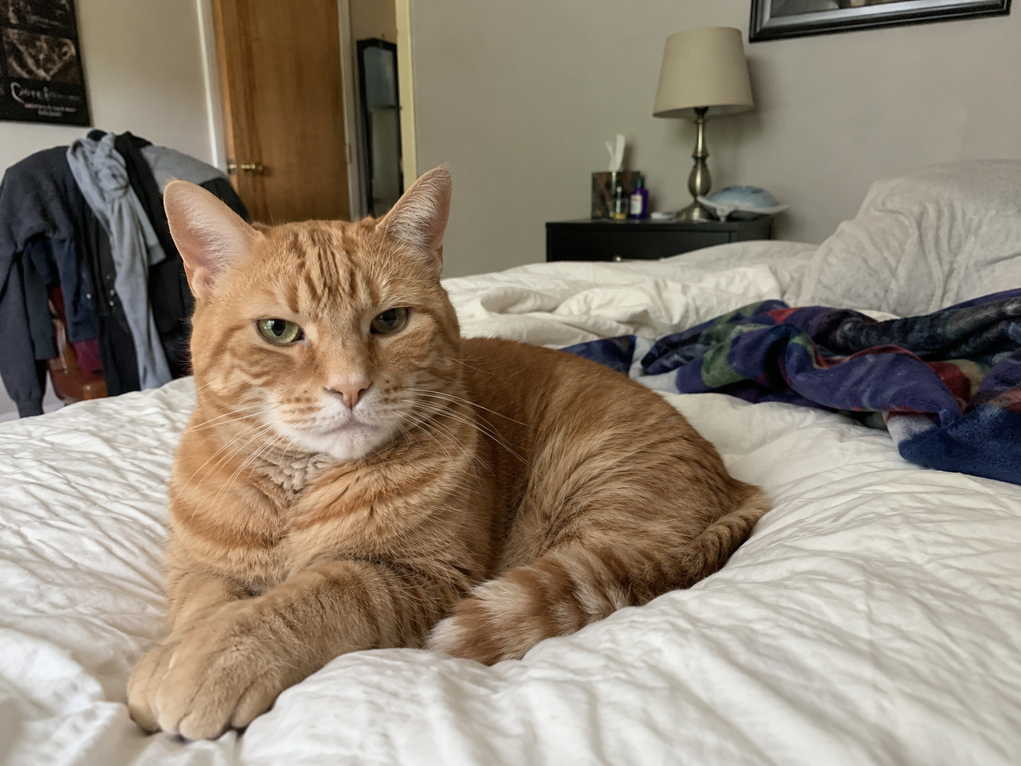 CKD Cat Diet
