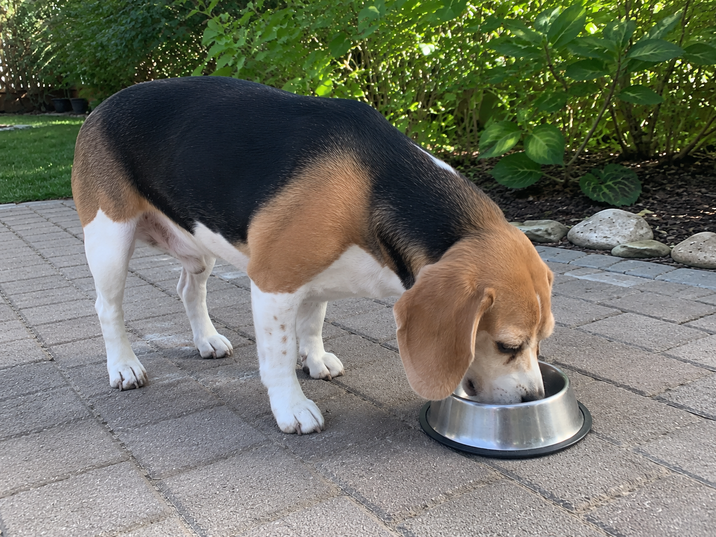 dog with gallbladder sludge
