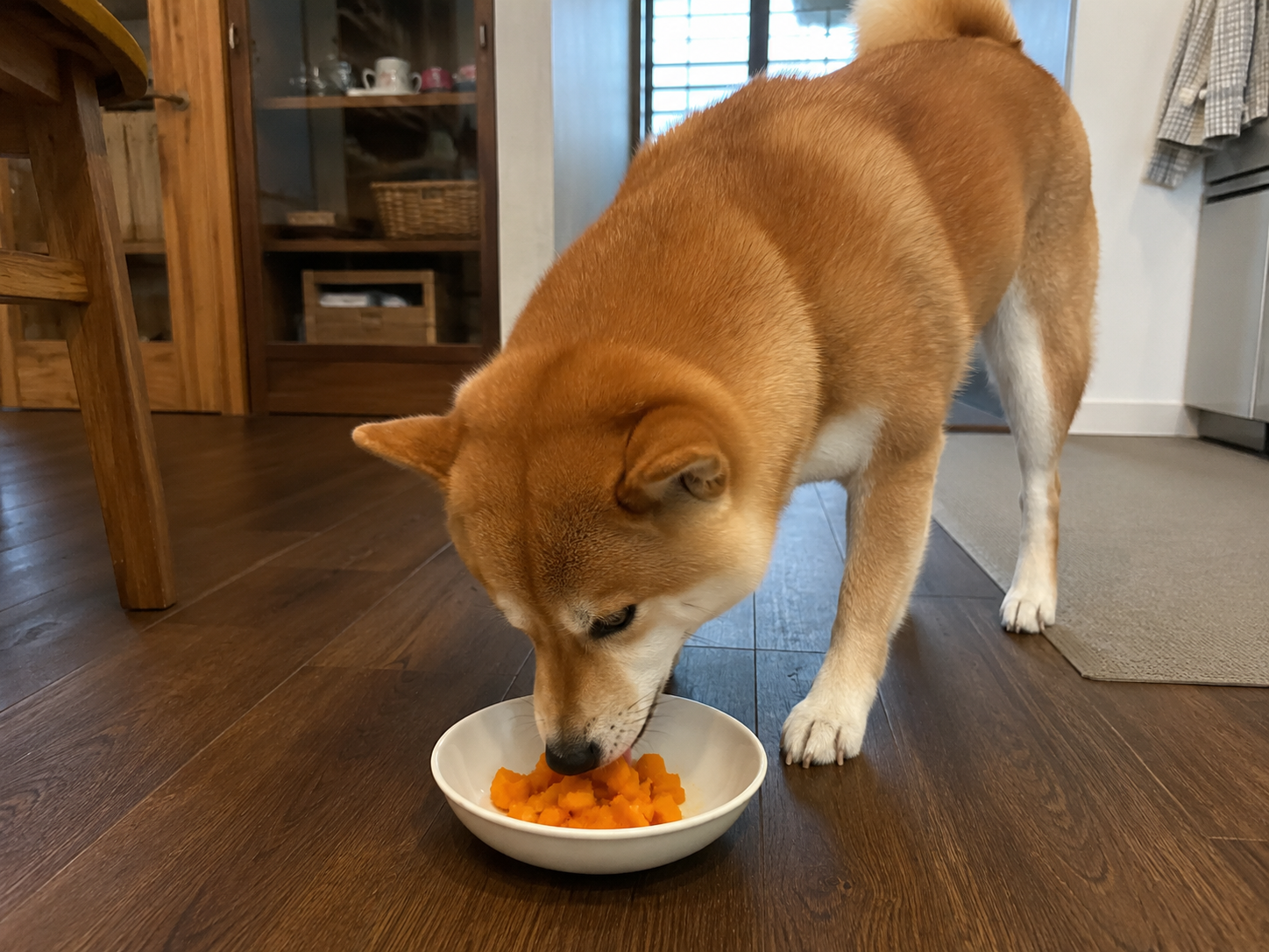 can dogs eat pumpkin
