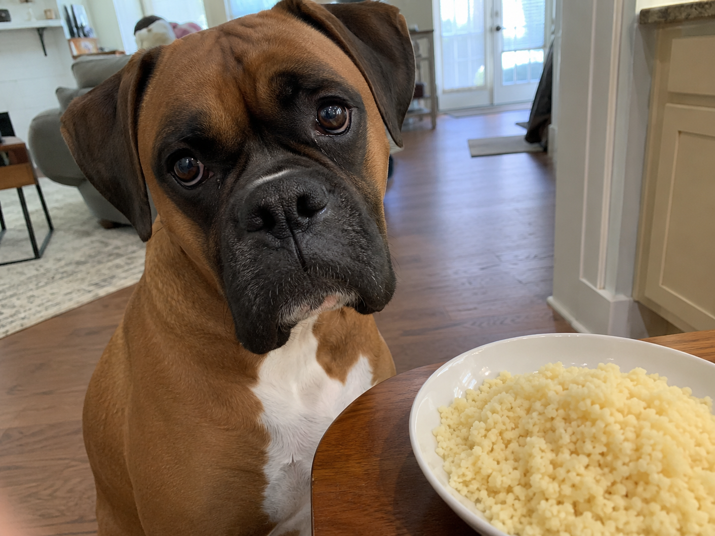 Can dogs eat couscous? 