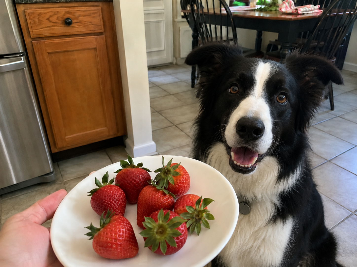 can dogs eat strawberries